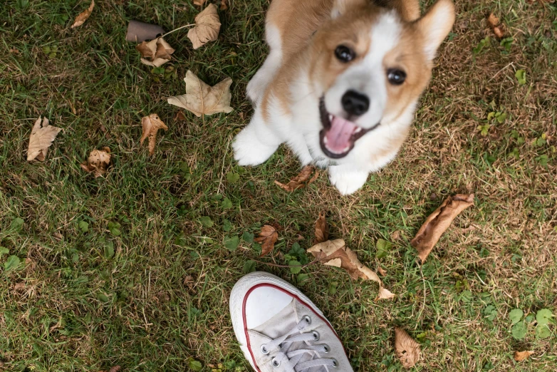 a white and brown dog on a field with a tennis shoe