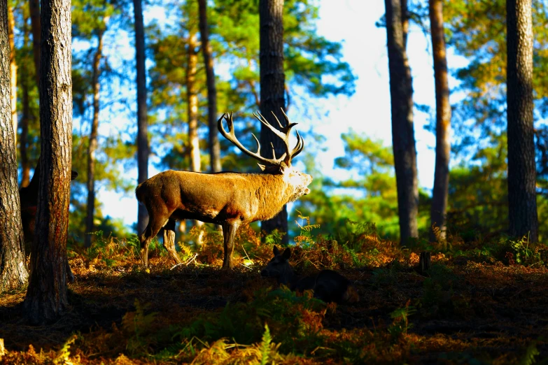 a deer standing in a forest next to lots of trees