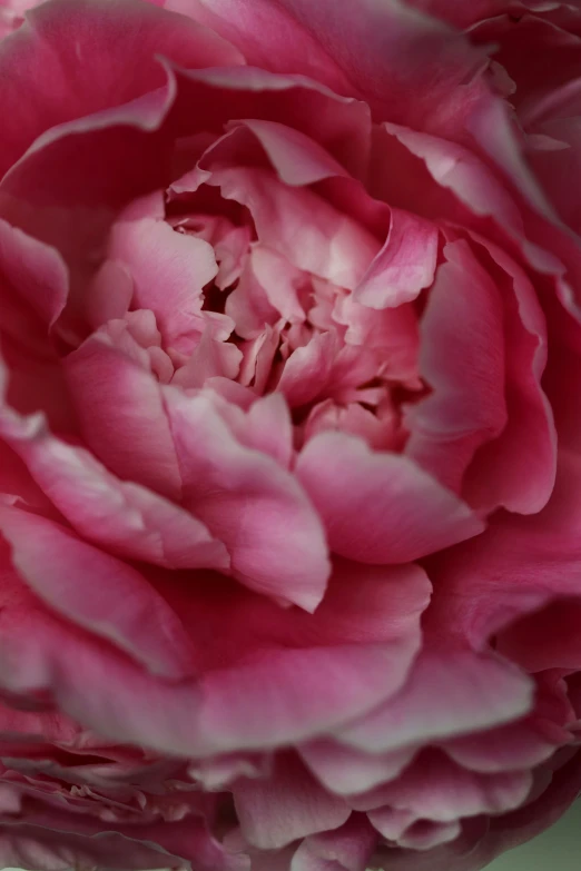 a large, pink flower sits in the middle of the frame