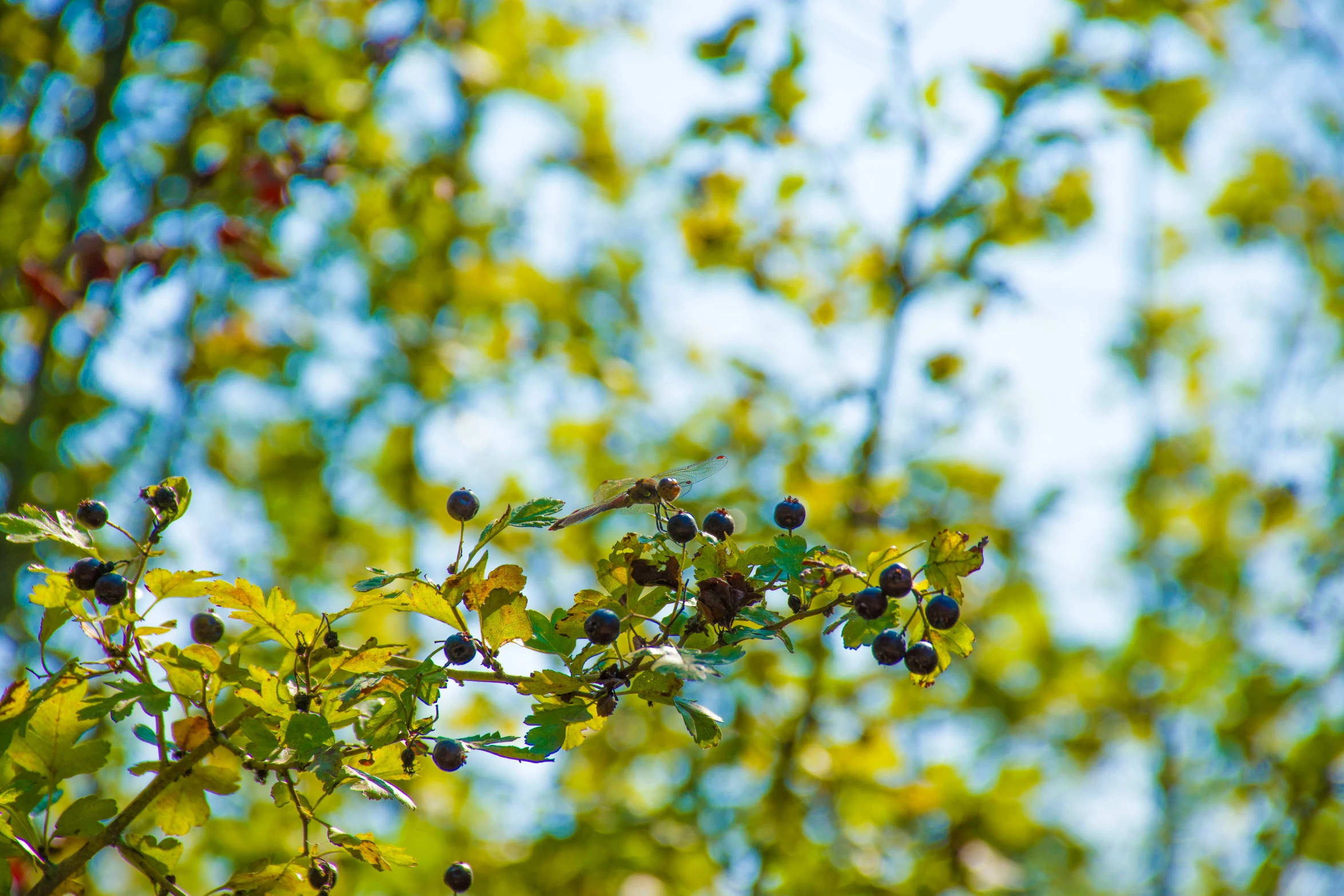 the nches of an evergreen tree are green