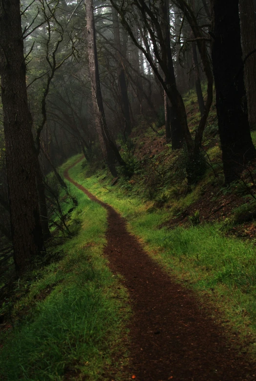 the trail winds around a bend of dark woods