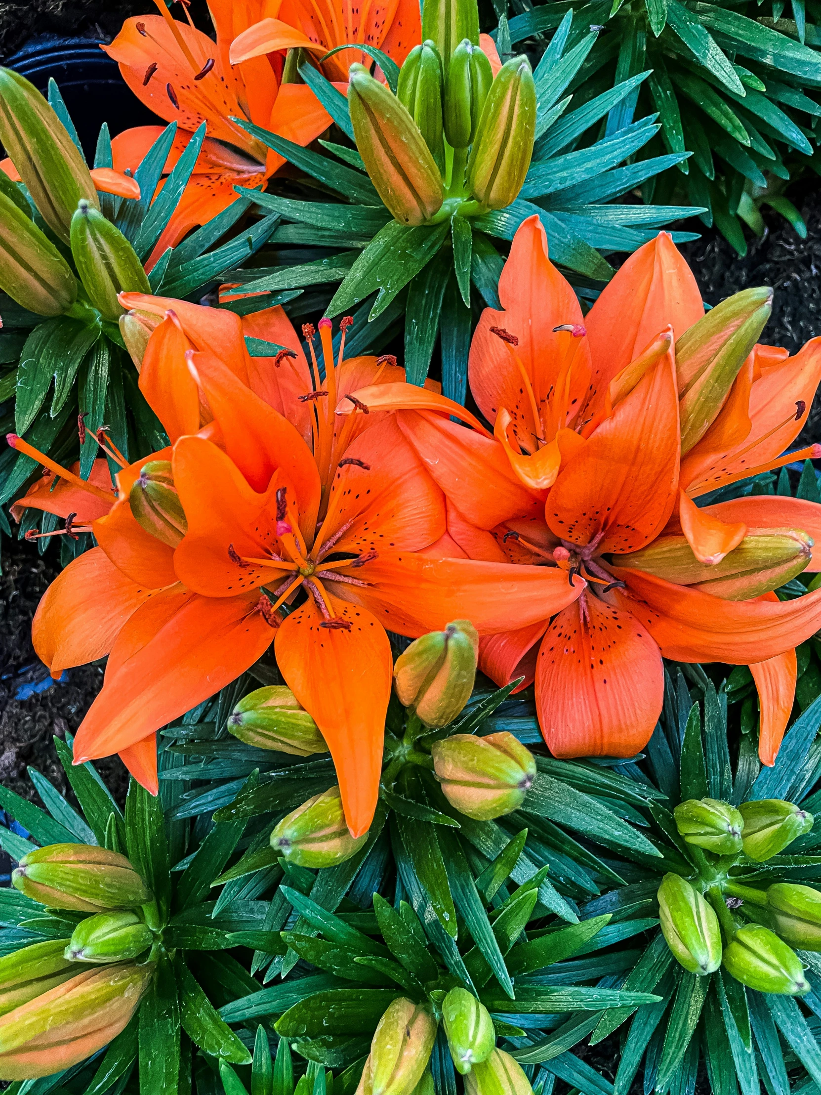 an arrangement of orange flowers growing on a bush