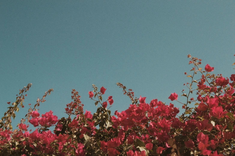 this is a po of pink flowers growing out of a hedge