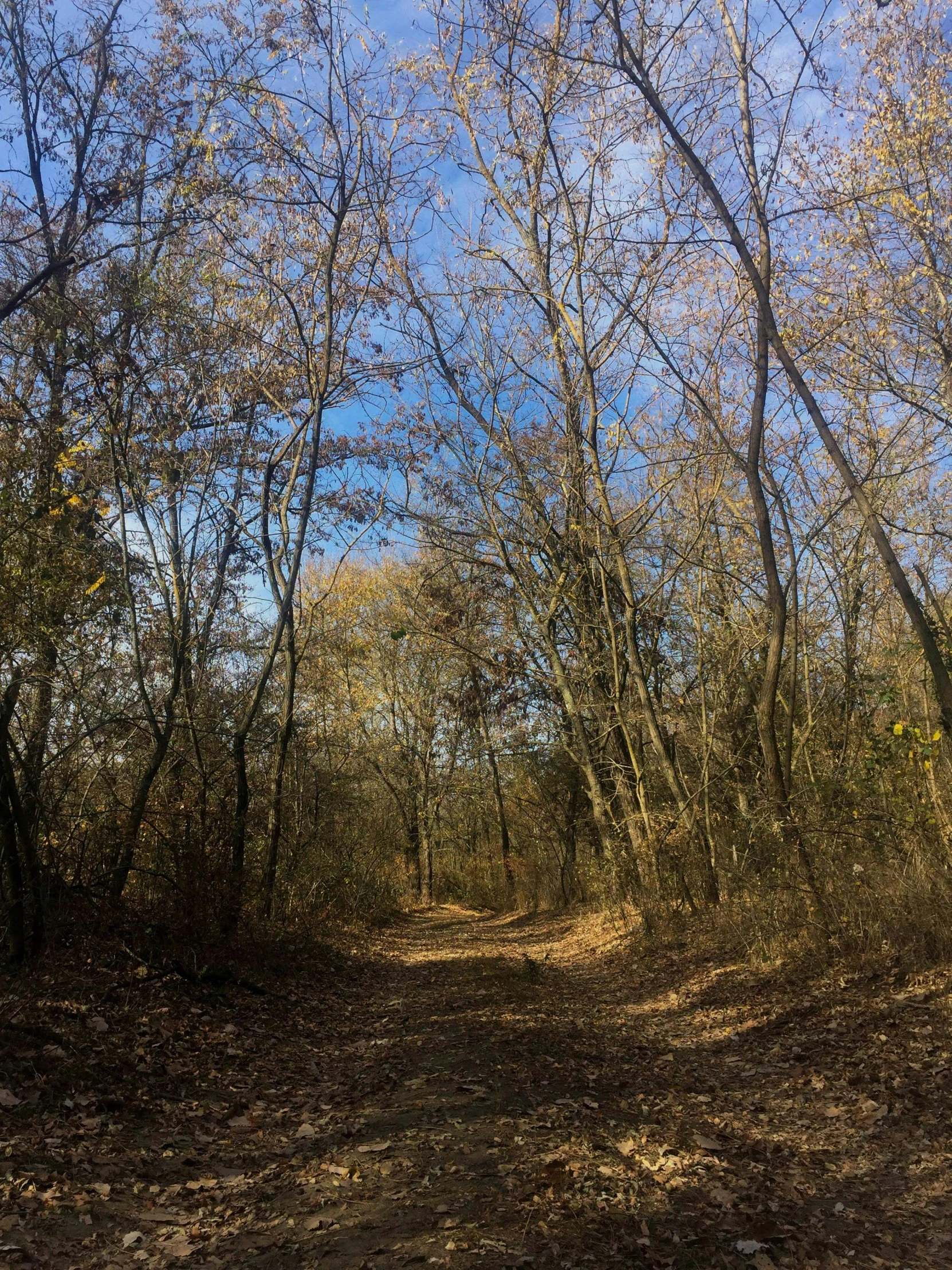 a road is lined with yellow trees and leaves