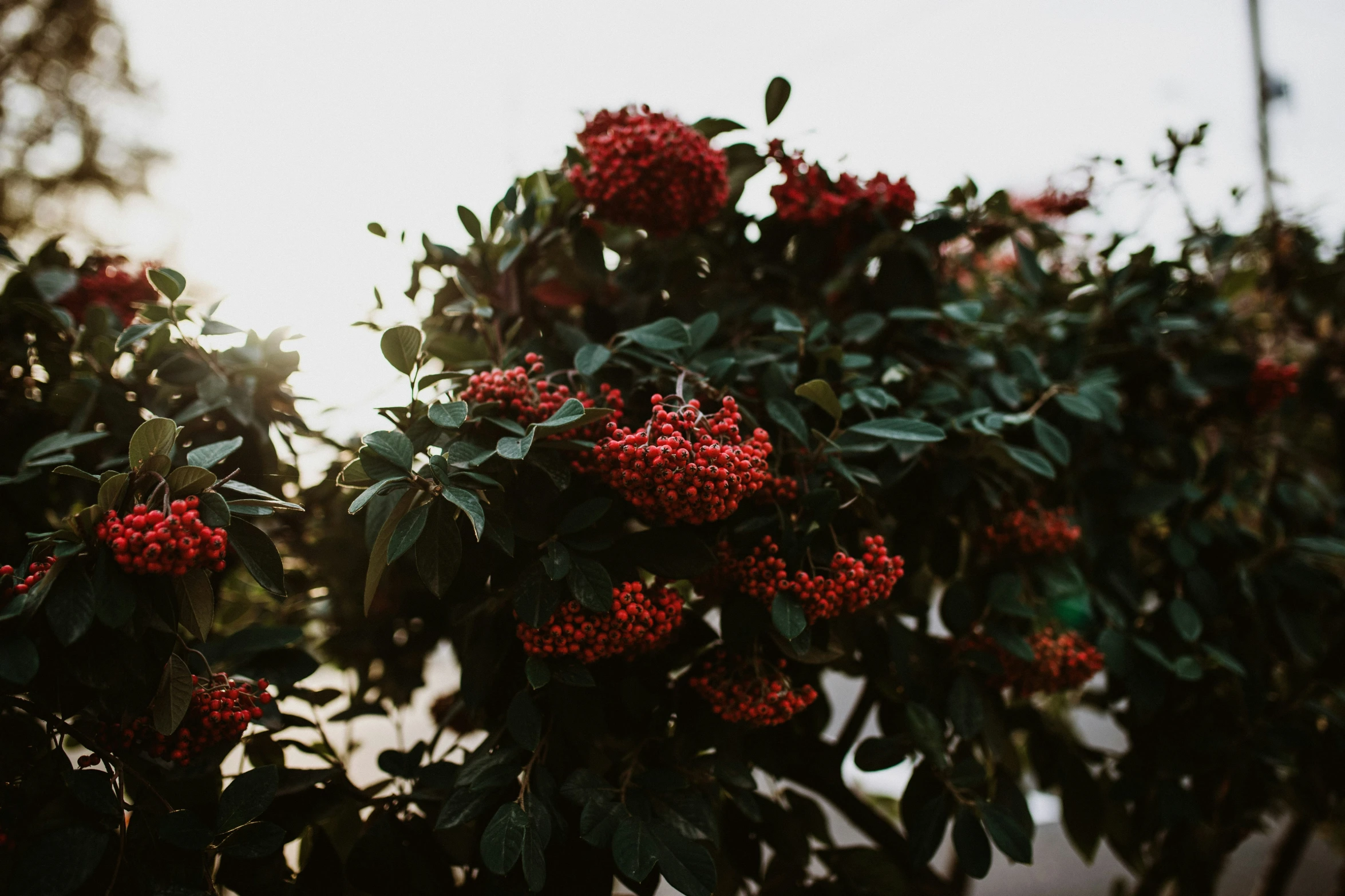 berries growing from a tree in the evening