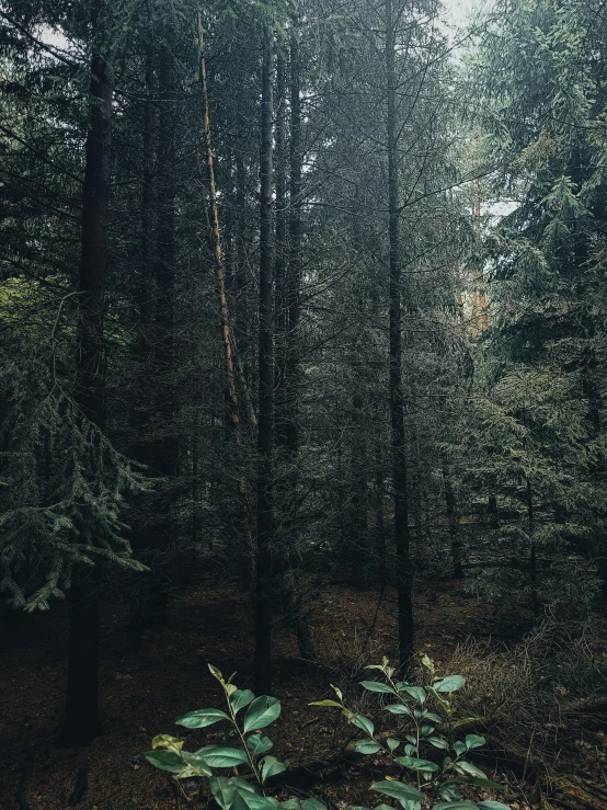 forest scene showing very many trees with dark foliage on the tops