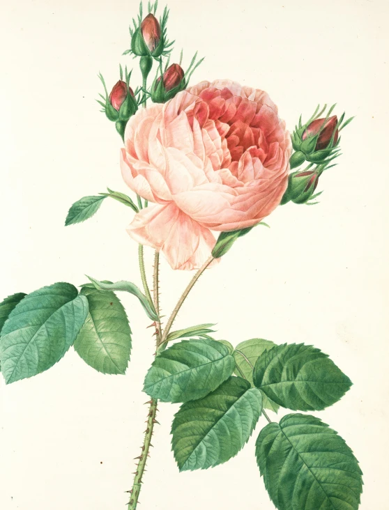 a painting of a flower on white background