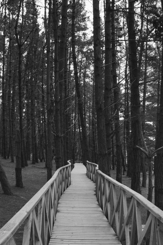 a wooden bridge leading to some tall trees