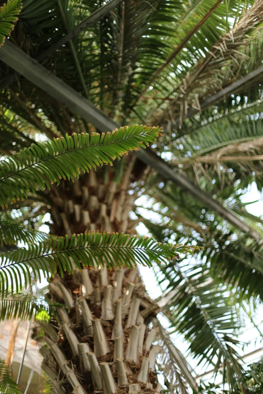 close up on the leaves of a palm tree
