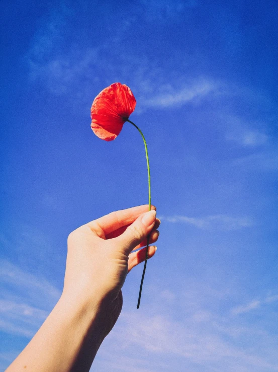 a person's hand holding a red flower on a sunny day