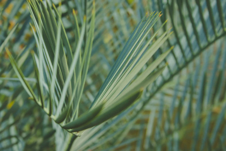green palm leaves on a nch in the middle of a forest