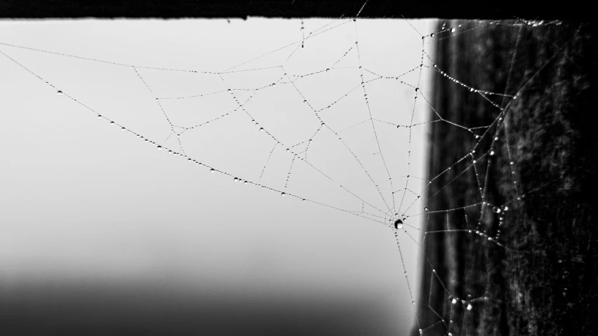 water drops hang on a spider web in a black and white po