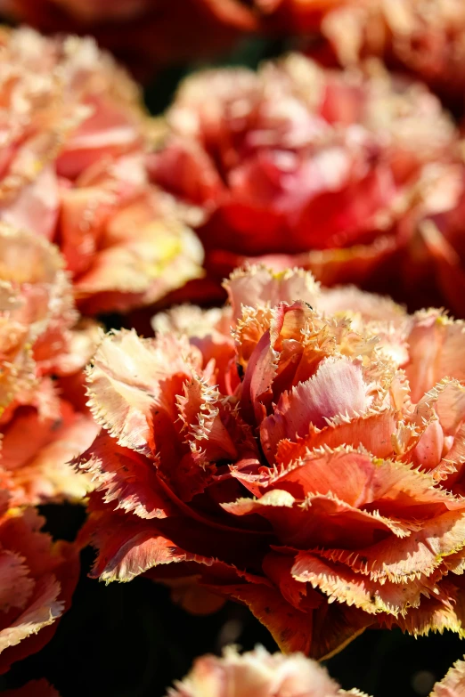 close up of large red flowers with sunlight shining through them