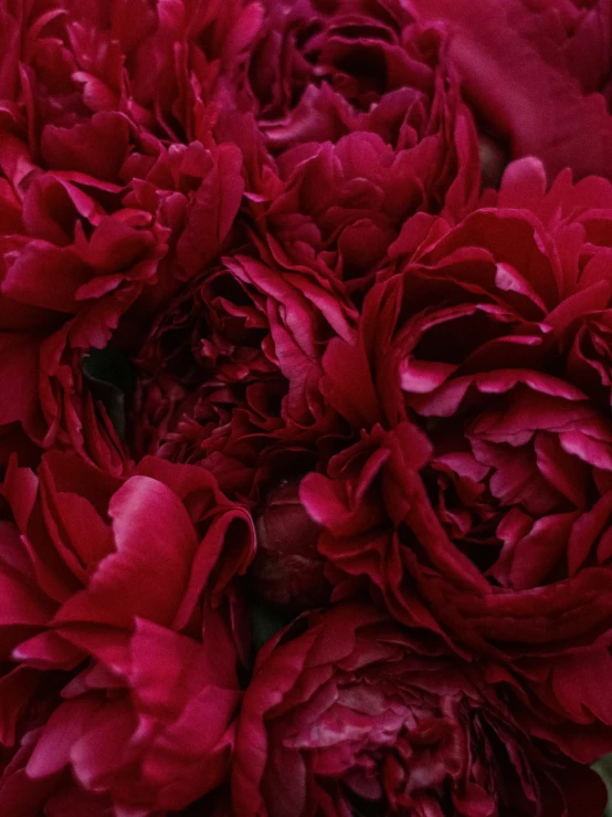 dark pink flowers close up in bloom