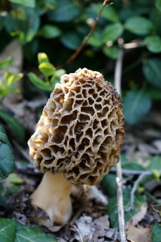 a large mushroom with many holes on it