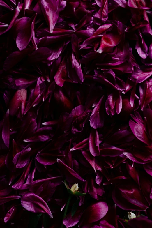 many red flowers are growing on the ground