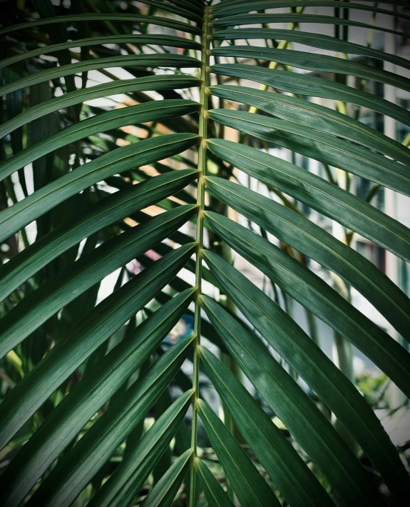 the large leaf is very large and green