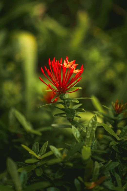 a bright red flower stands in the middle of a field