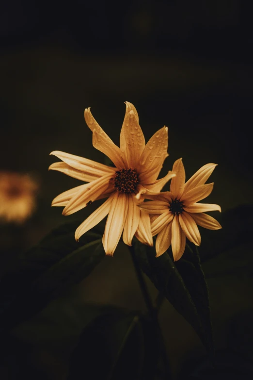 closeup view of yellow flower on stem