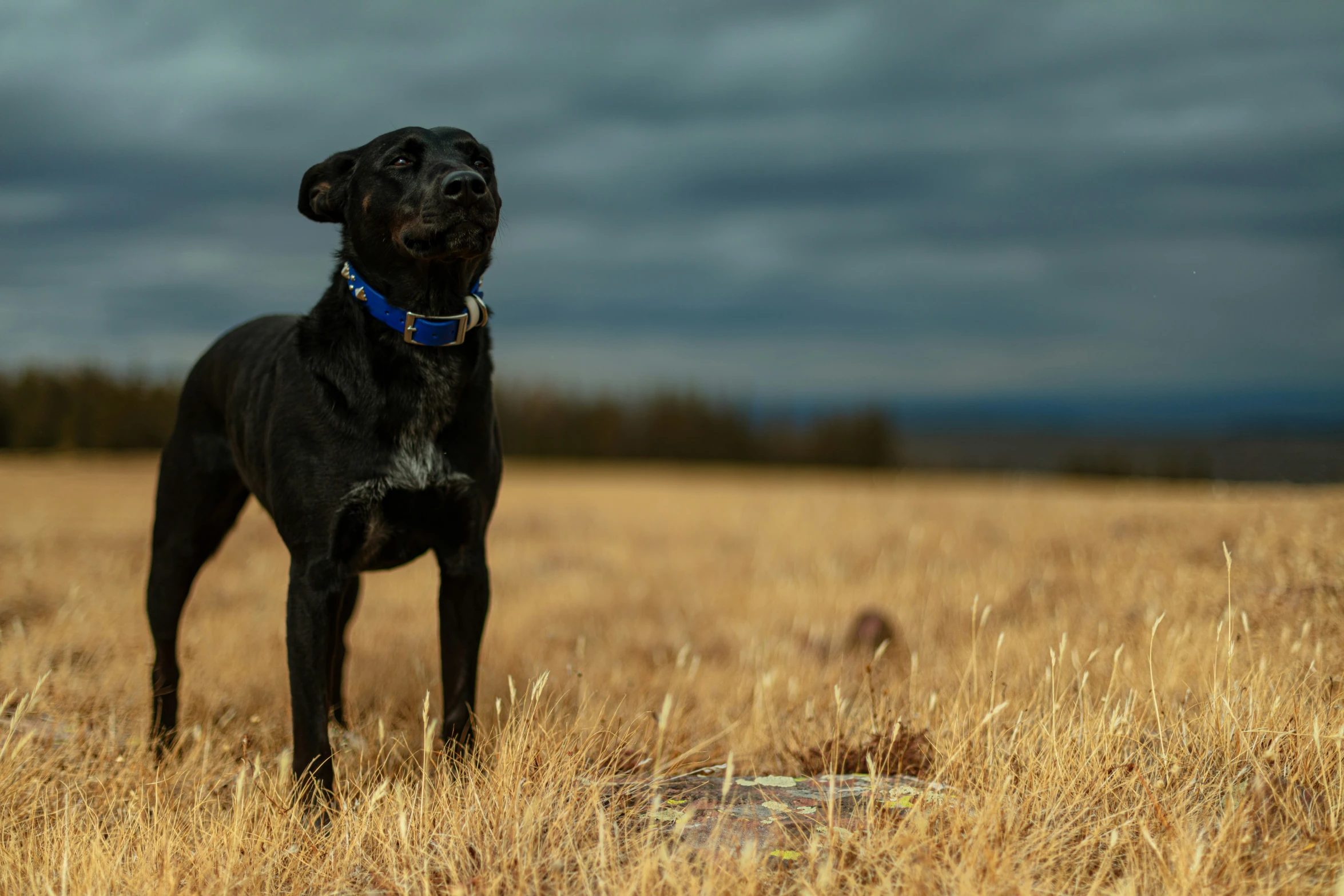 a black dog stands in tall grass and looks off into the distance