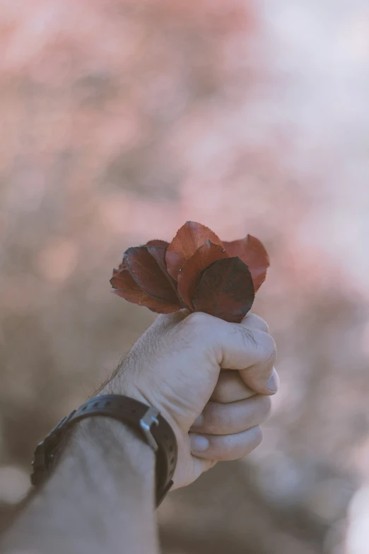 an old woman's hand holding up a small red flower