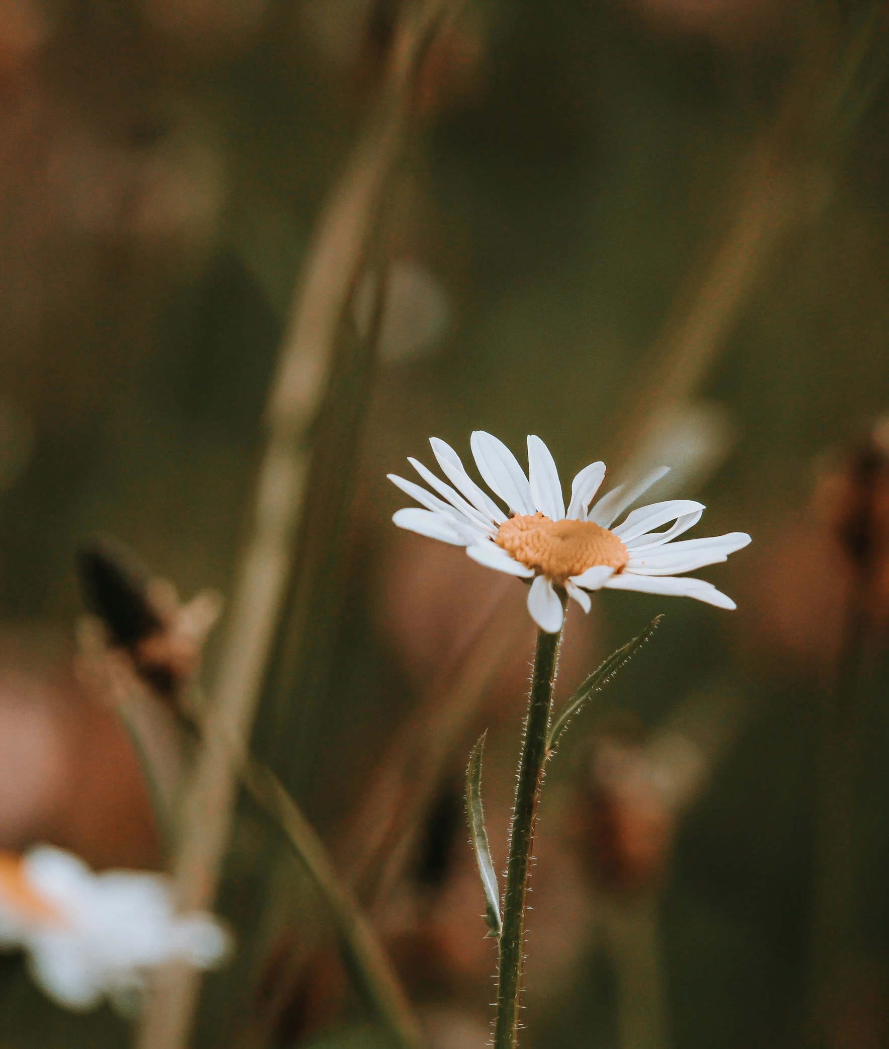 a flower with a few petals on it