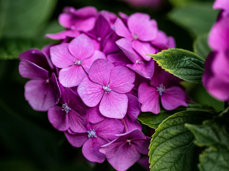 pink flowers growing on the side of a green plant