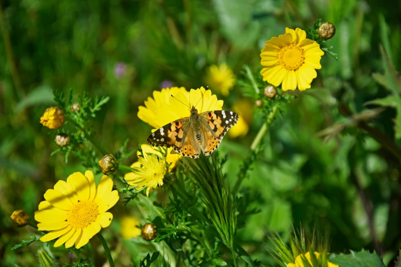 a erfly on a flower with green leaves