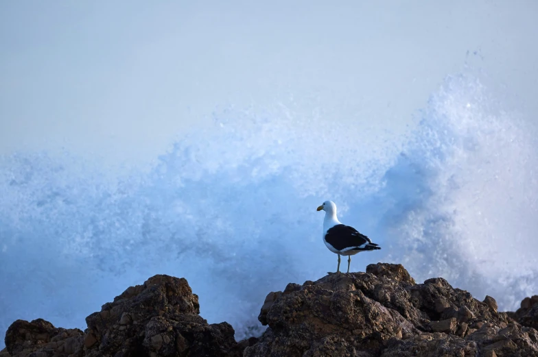 a bird sitting on a rock with a crashing ocean in the background