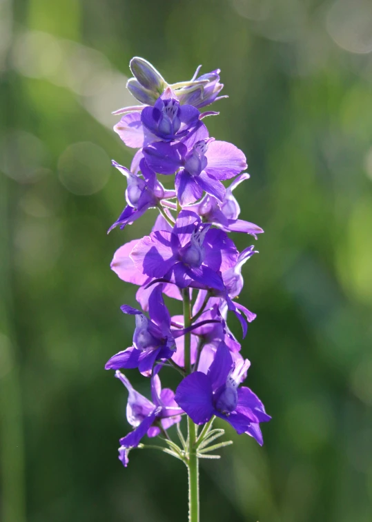 the large blue flower is blooming up in a green meadow