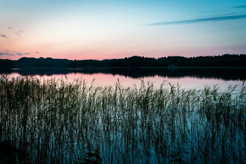 a body of water surrounded by tall grass