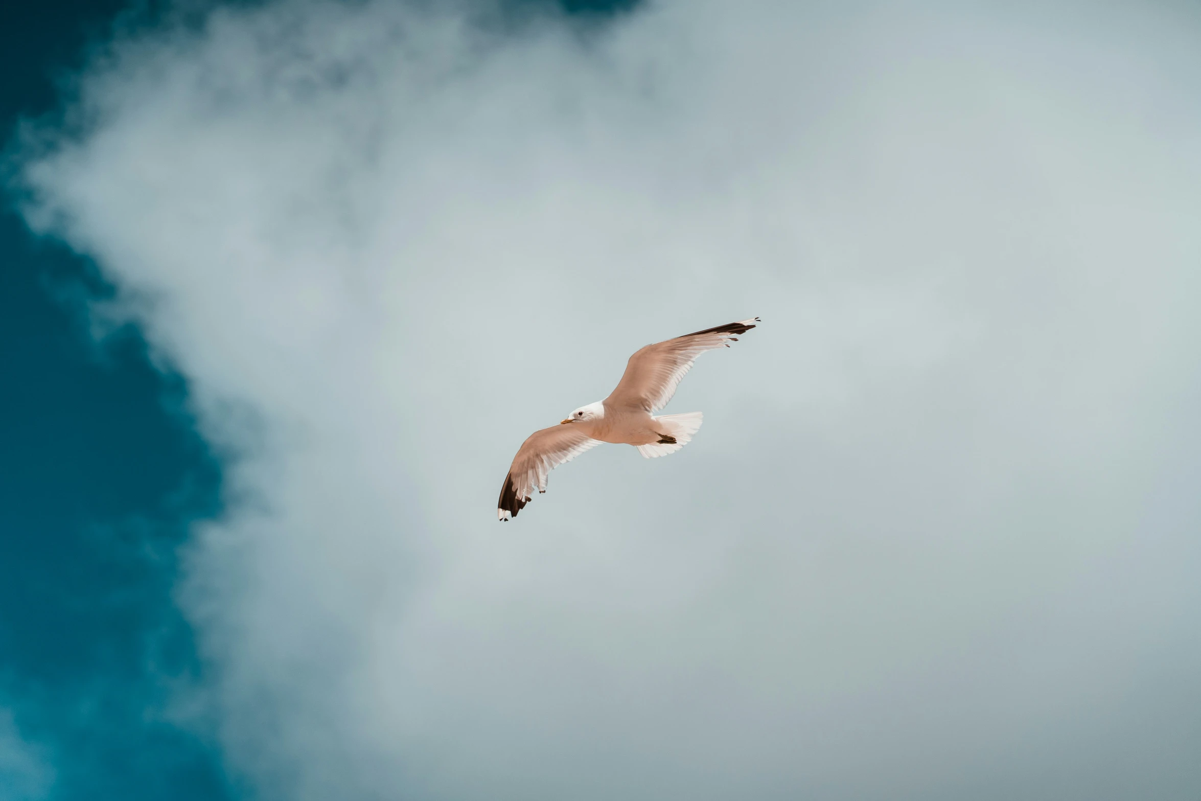 a white bird flying in the blue cloudy sky