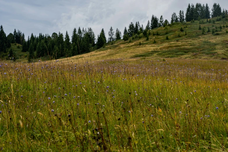 a hill surrounded by trees is covered in grass and wildflowers