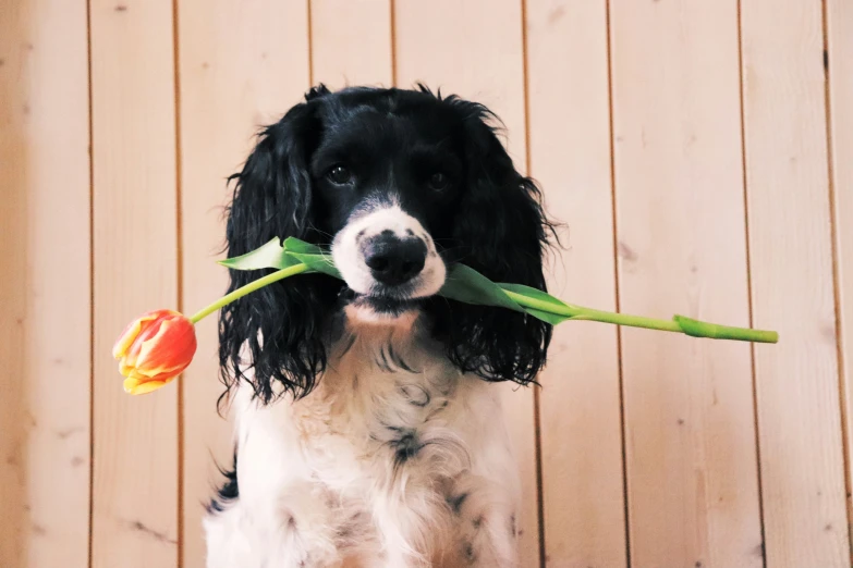 a dog is holding up a flower with it's face