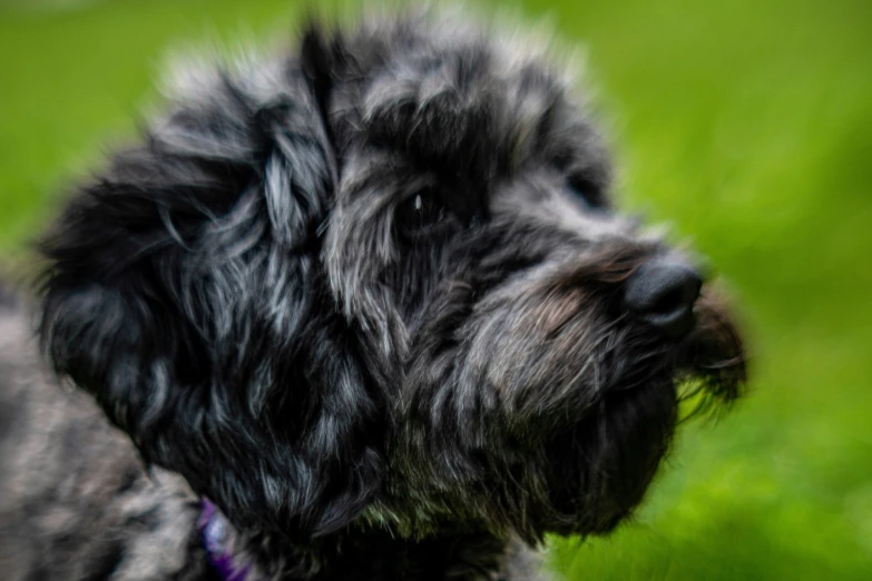 a small furry dog is sitting outside in the grass