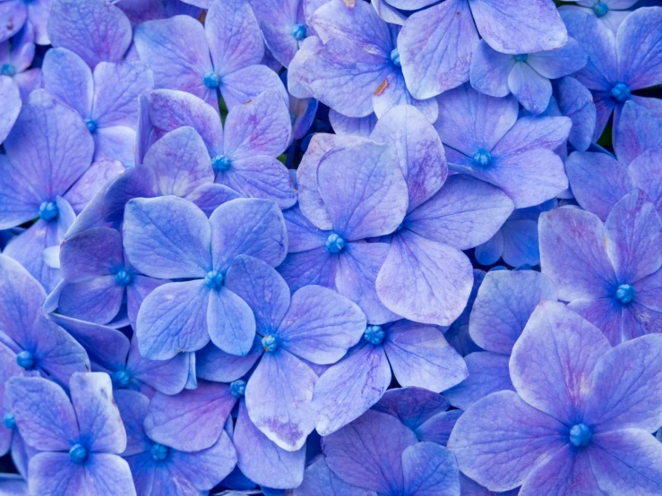 a bunch of blue flowers on the ground