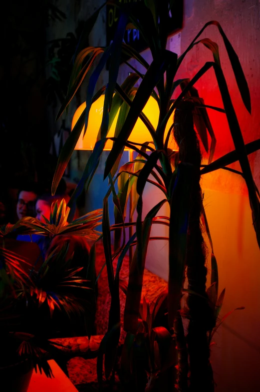 an assortment of indoor plants with colored light in the background