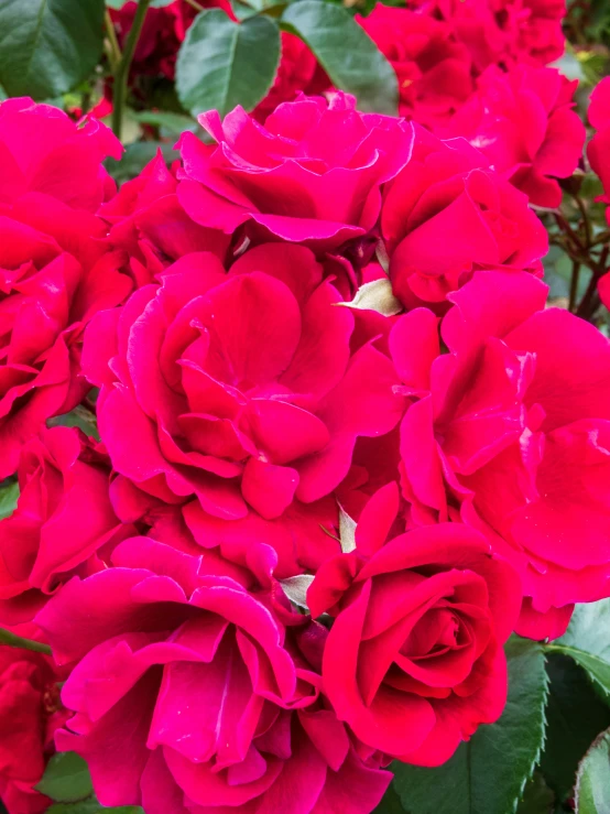 the pink flower petals of a bush rose