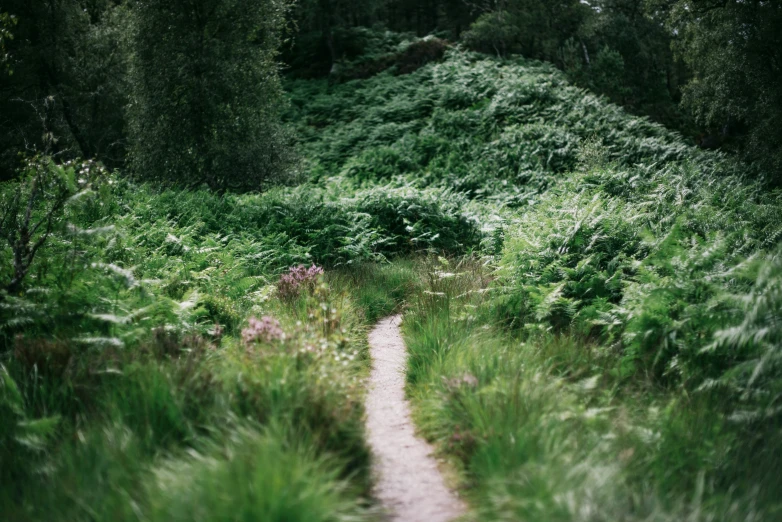 a path with green vegetation going through it