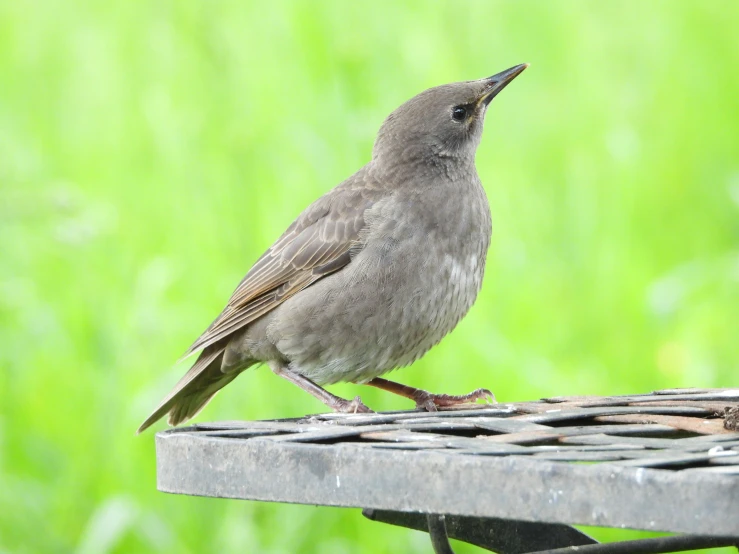 a grey bird with brown patches sitting on a table outside