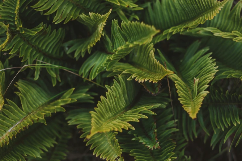 green ferns growing on the side of a tree