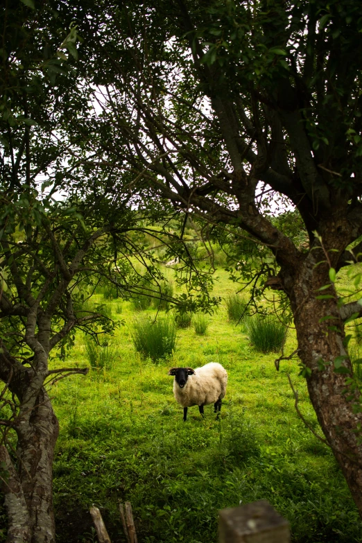 a black and white sheep in a grass pasture