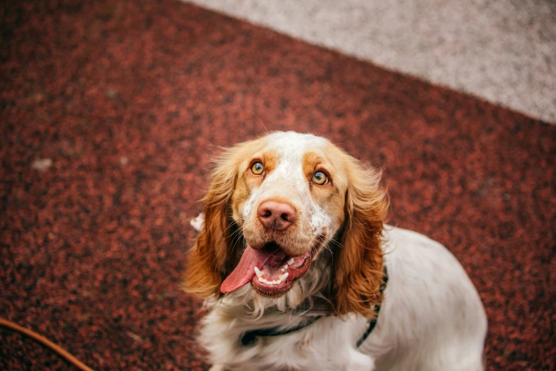 there is a dog that has its tongue out