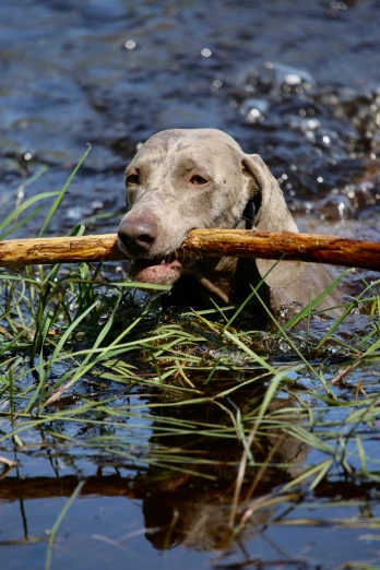 a big dog carrying a stick through water