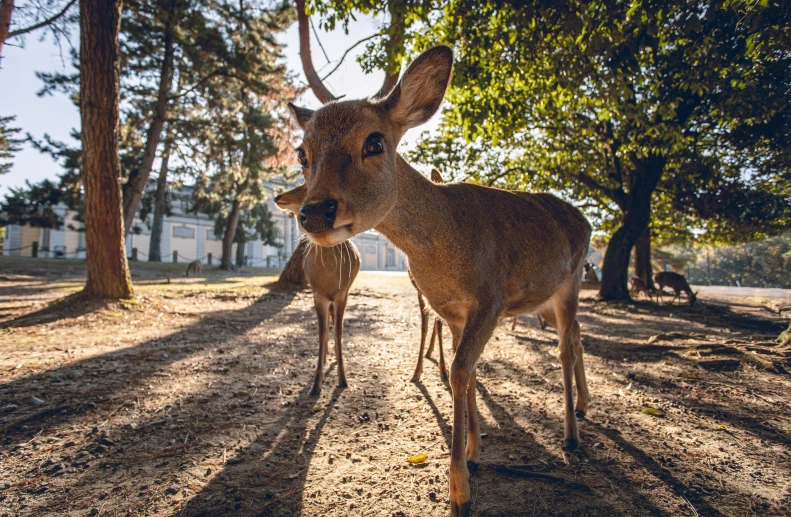 two deer standing next to each other in the middle of a park