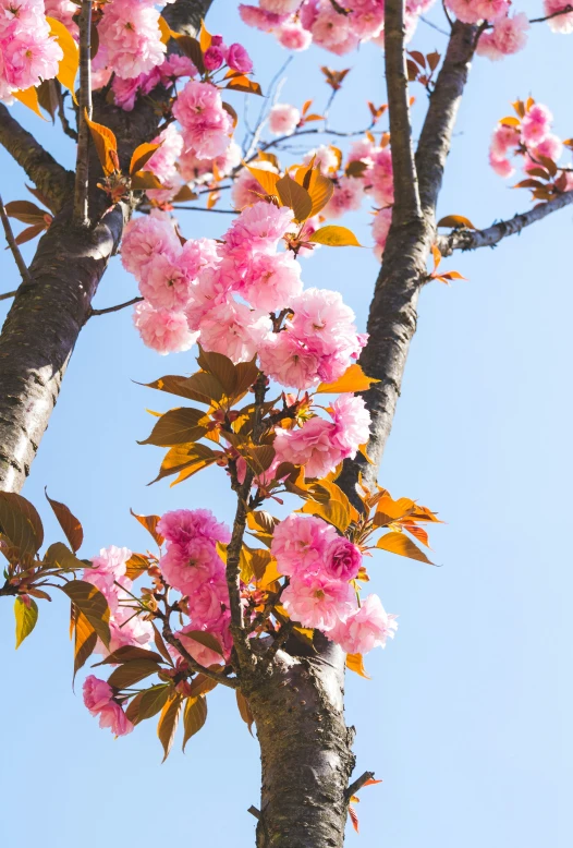 pink flowers growing on the trunk of a tree