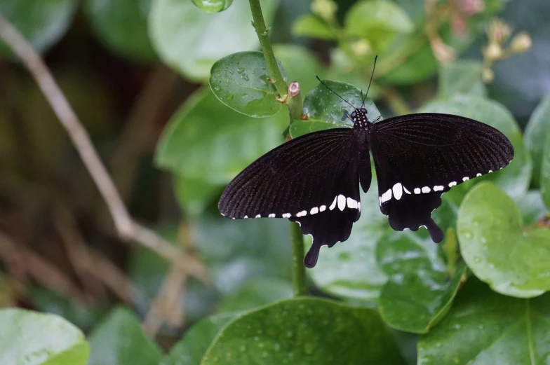 a black and white erfly standing on some leaves