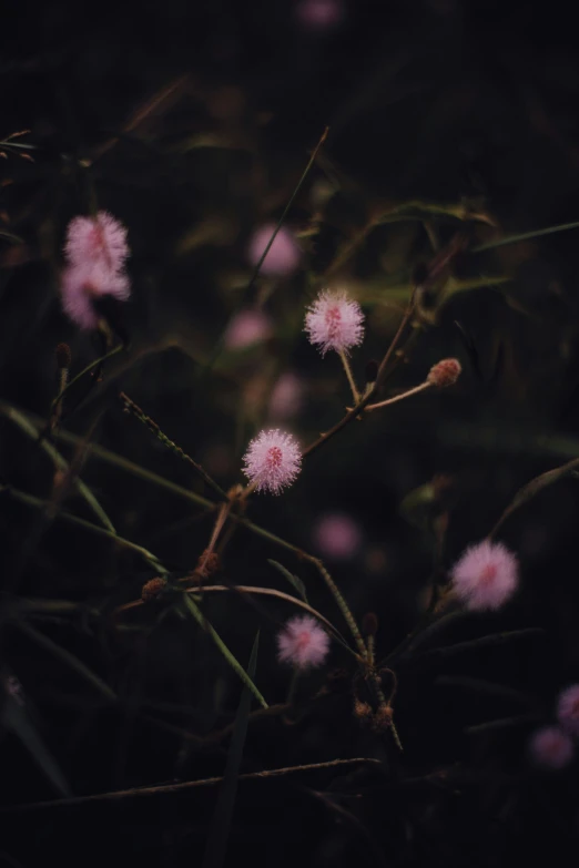 wild flower growing on a grassy area in the night