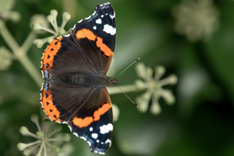 an orange and black erfly is resting on a flower