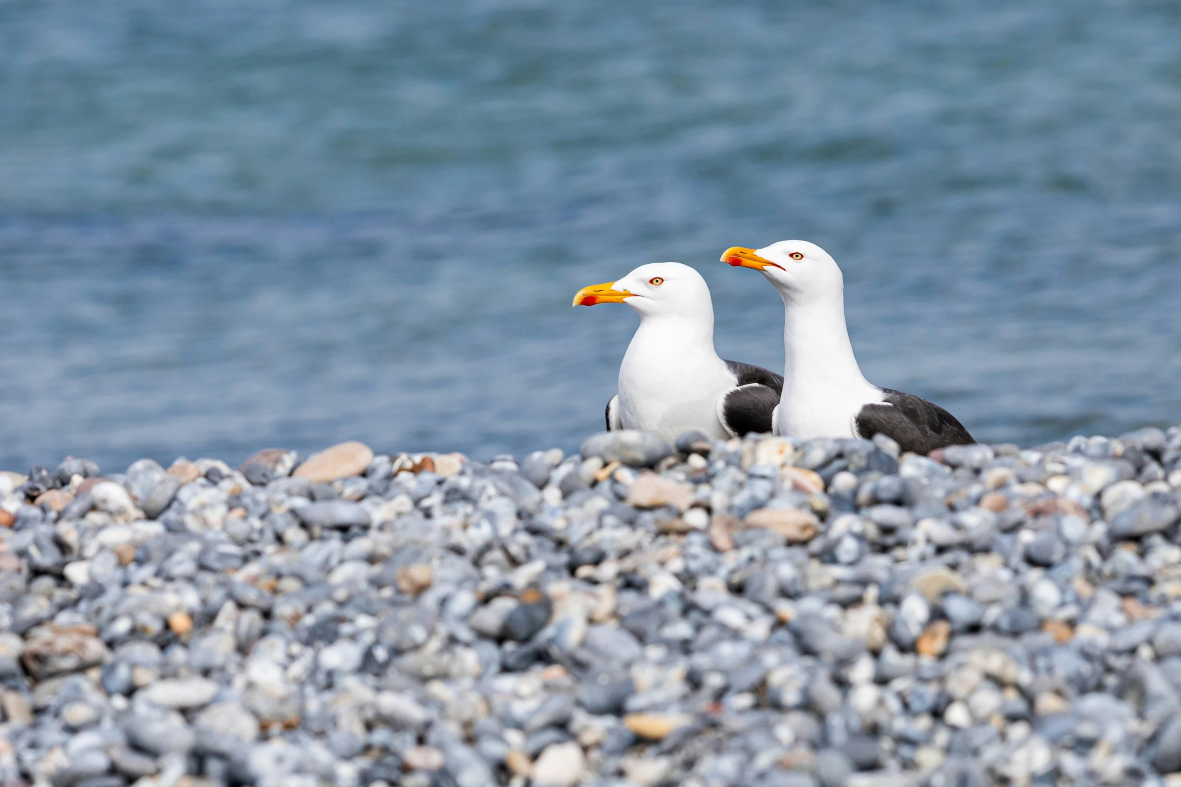 two birds are sitting on a rocky surface